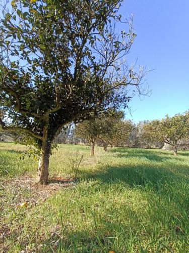 Terreno Agricolo in vendita a Gallipoli