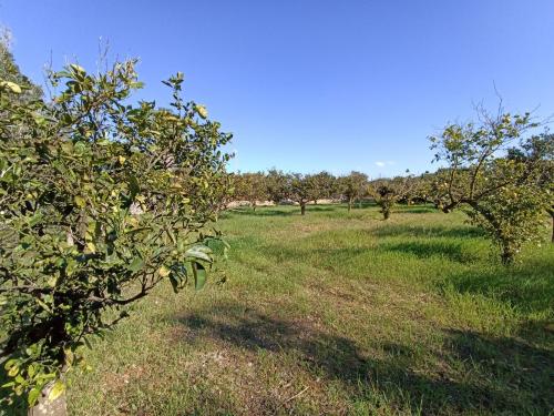 Terreno Agricolo in vendita a Gallipoli
