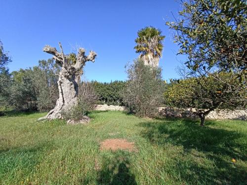Terreno Agricolo in vendita a Gallipoli