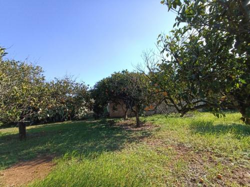 Terreno Agricolo in vendita a Gallipoli