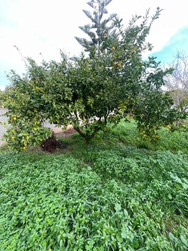 Terreno edificabile in vendita a Sannicola