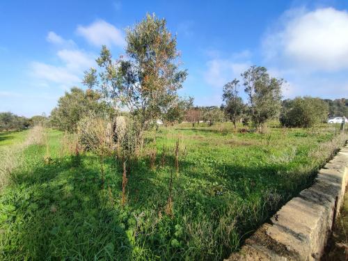 Terreno Agricolo in vendita a Tuglie