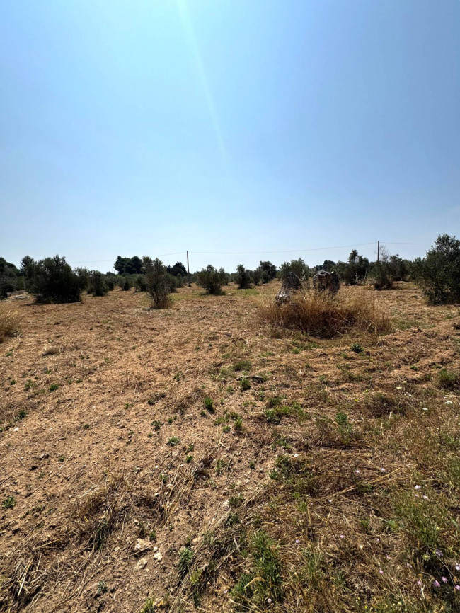 Terreno Agricolo in vendita a Sannicola