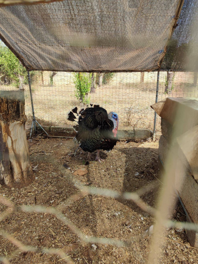 Azienda Agricola in vendita a Alezio