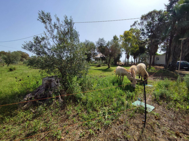 Azienda Agricola in vendita a Alezio