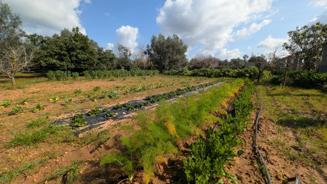 Villa in vendita a Sannicola