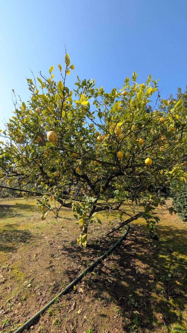 Villa in vendita a Sannicola