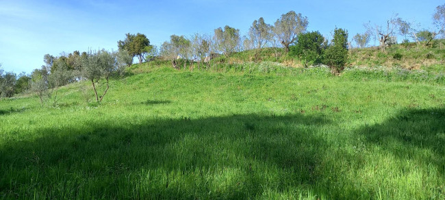 Terreno Agricolo in Vendita a Livorno