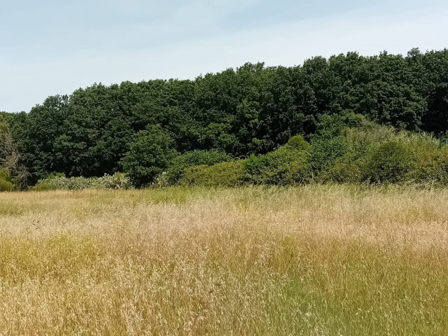 Terreno Agricolo in vendita a Nettuno