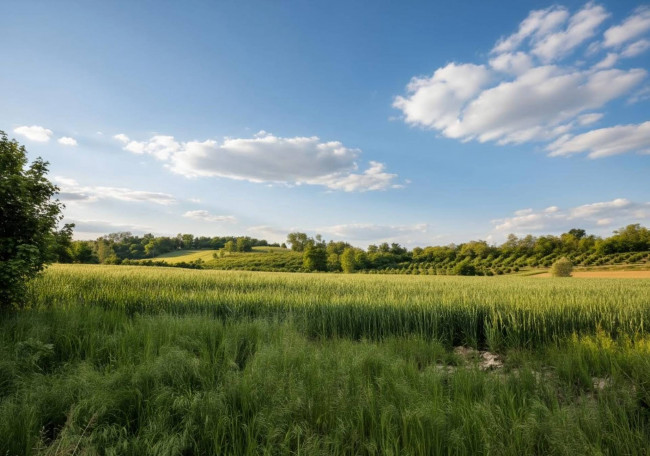 Rustico in vendita a San Damiano d'Asti