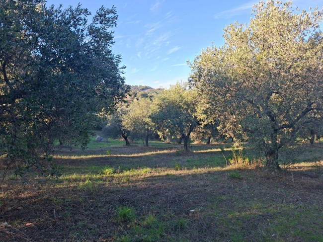 Terreno Agricolo in vendita a Guardialfiera