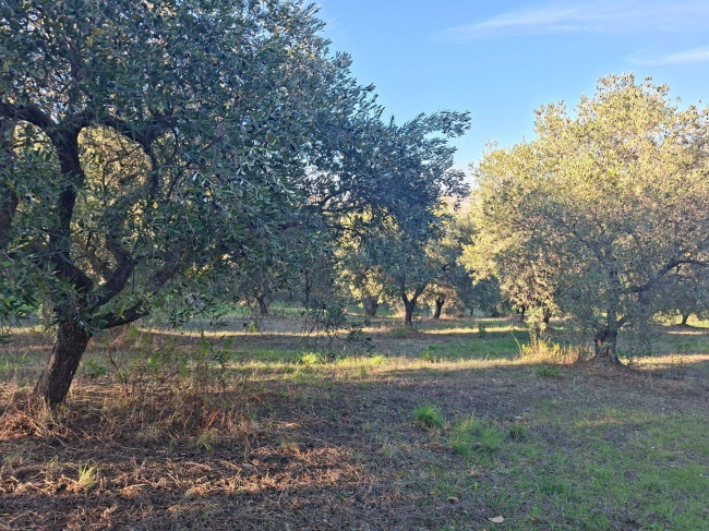 Terreno Agricolo in vendita a Guardialfiera