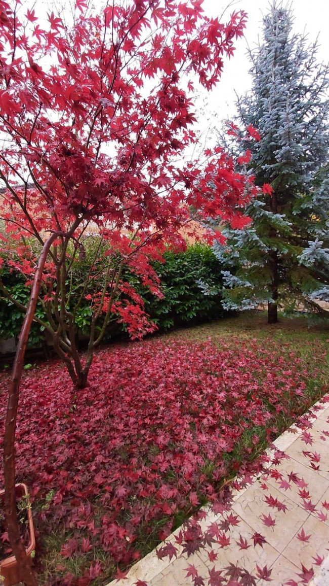 Appartamento in affitto a Campobasso